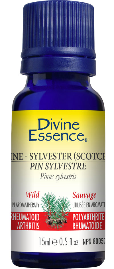 Pine Sylvestre (Scotch) (Wild)