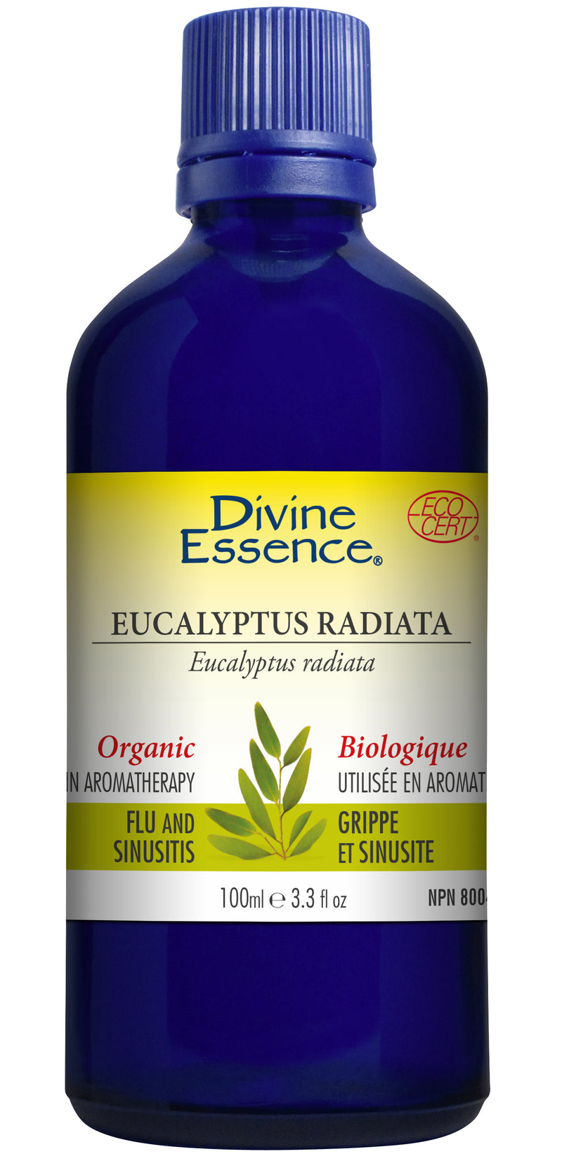 Eucalyptus Radiata  (Organic)