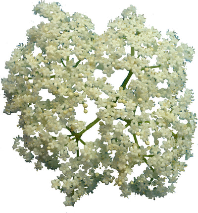 Dried organic elderflowers